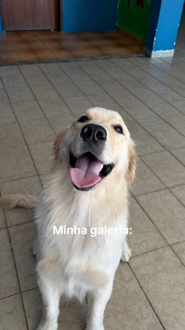 Galeria